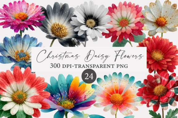 Christmas Daisy Flowers Clipart for Festive Illustrations